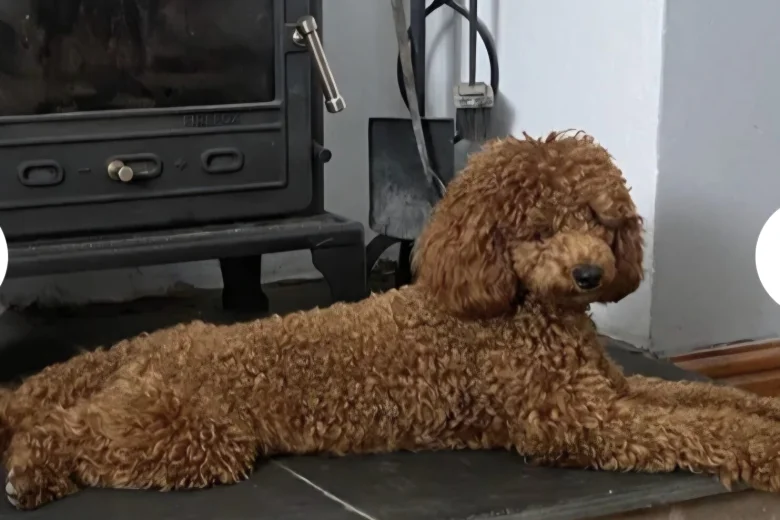 Goldendoodle