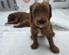 Goldendoodle