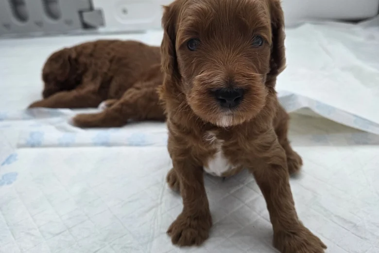 Goldendoodle