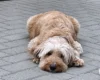 Goldendoodle