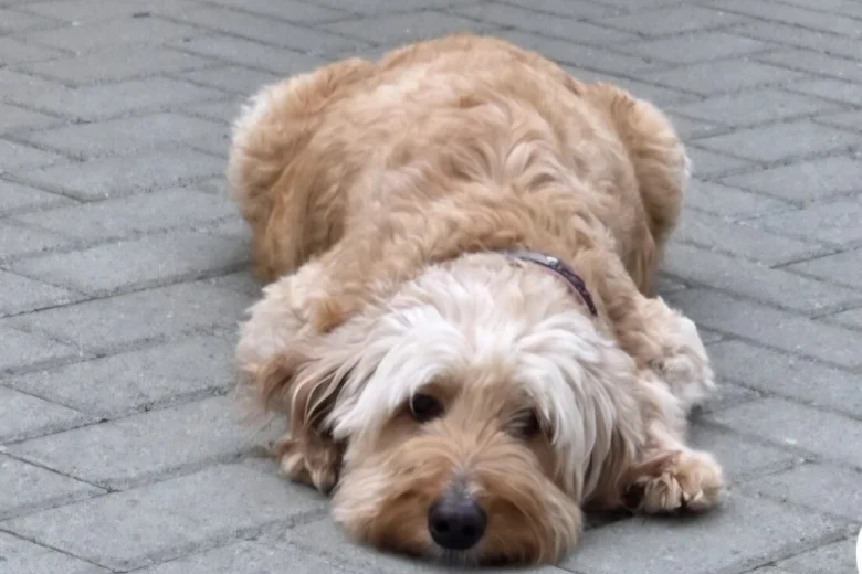 Goldendoodle