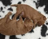 Goldendoodle