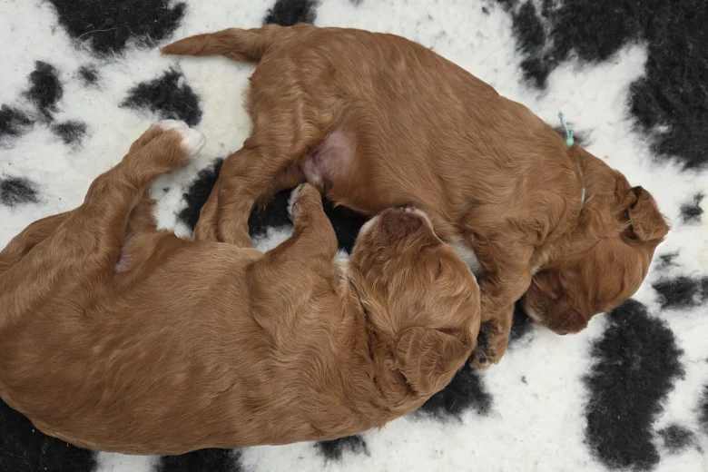 Goldendoodle
