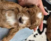 Goldendoodle