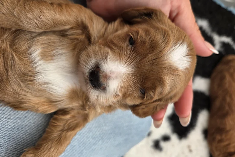Goldendoodle
