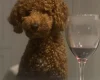 Goldendoodle