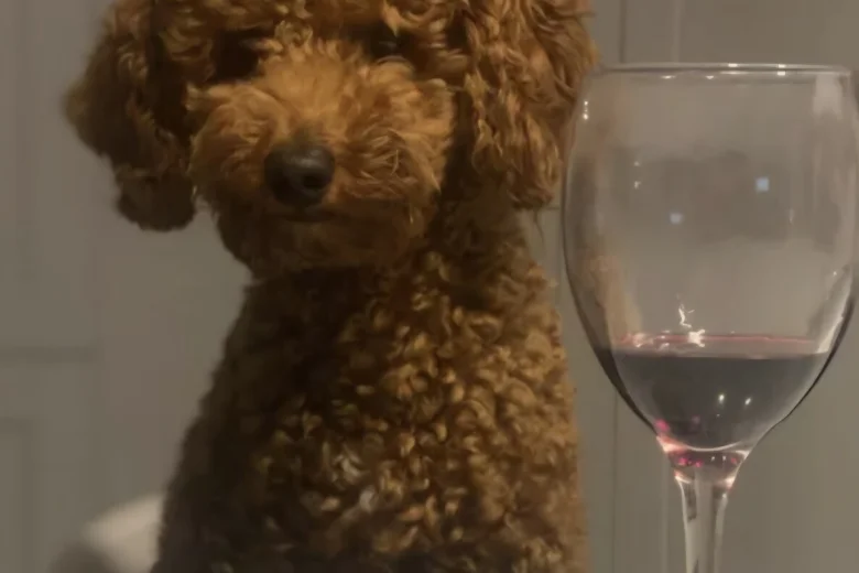 Goldendoodle