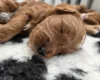 Goldendoodle