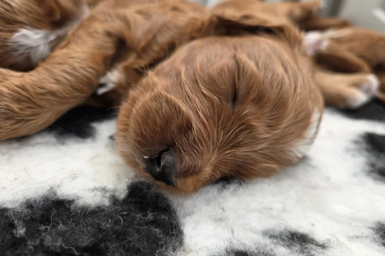 Goldendoodle