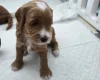 Goldendoodle