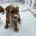 Goldendoodle