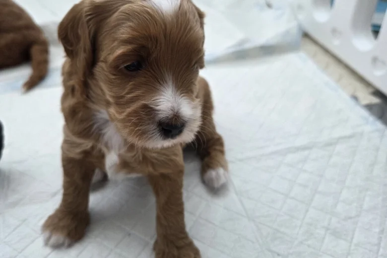 Goldendoodle