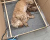 Goldendoodle