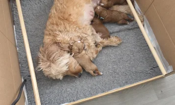 Goldendoodle