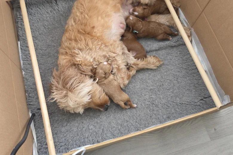 Goldendoodle
