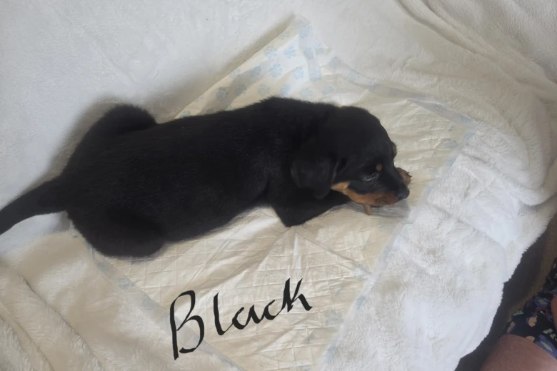 Rottweiler