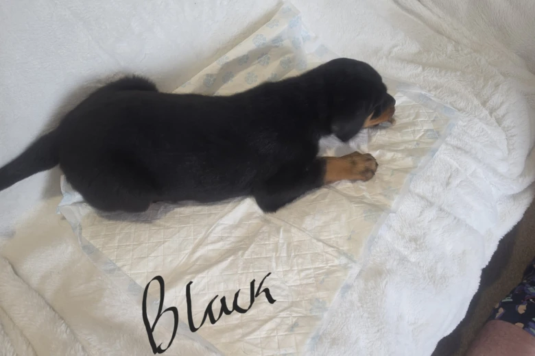 Rottweiler