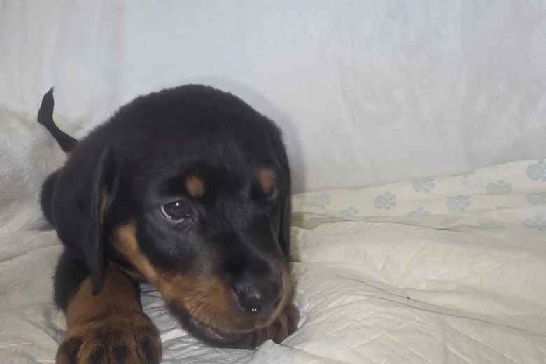 Rottweiler