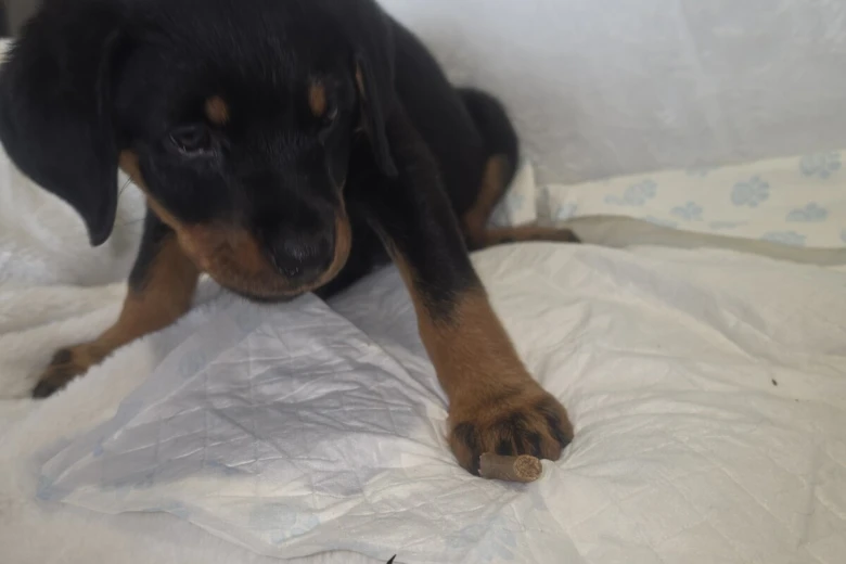 Rottweiler