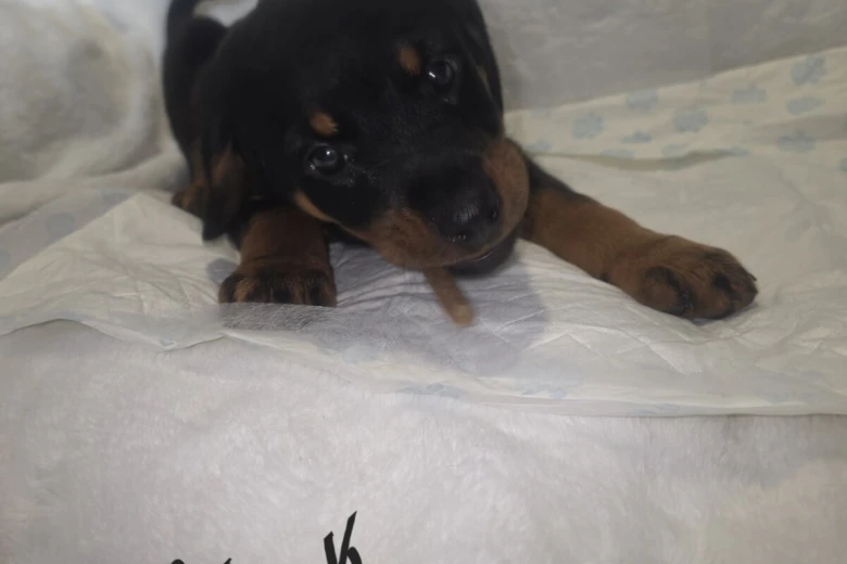 Rottweiler