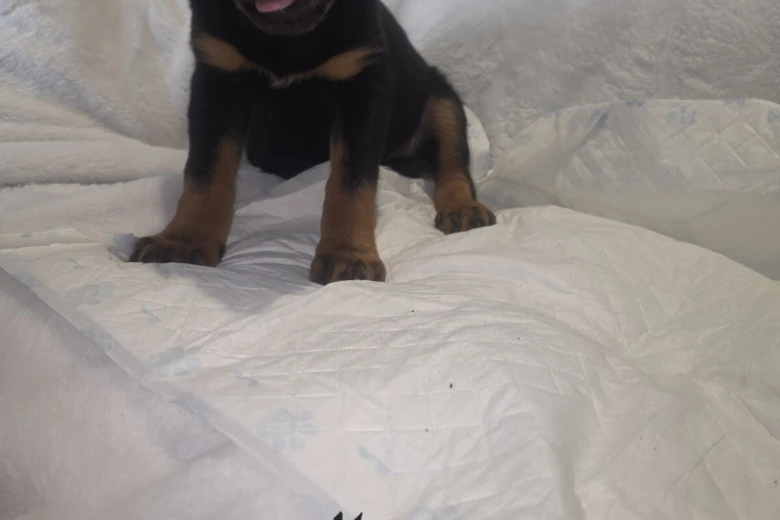 Rottweiler