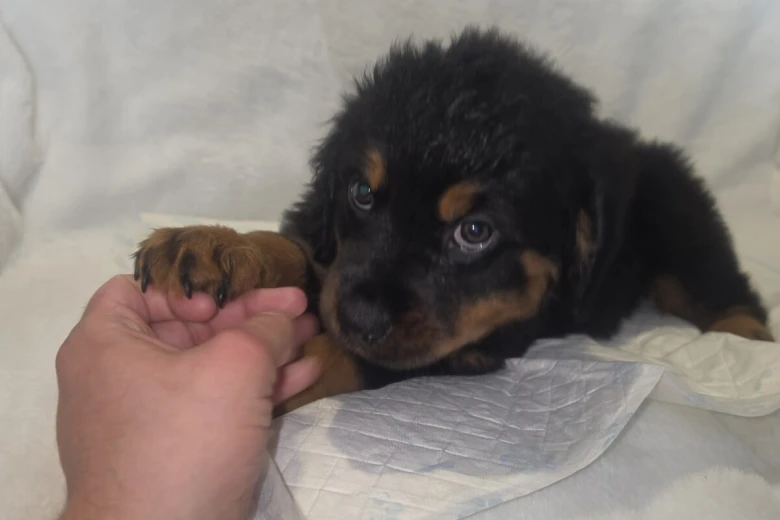 Rottweiler