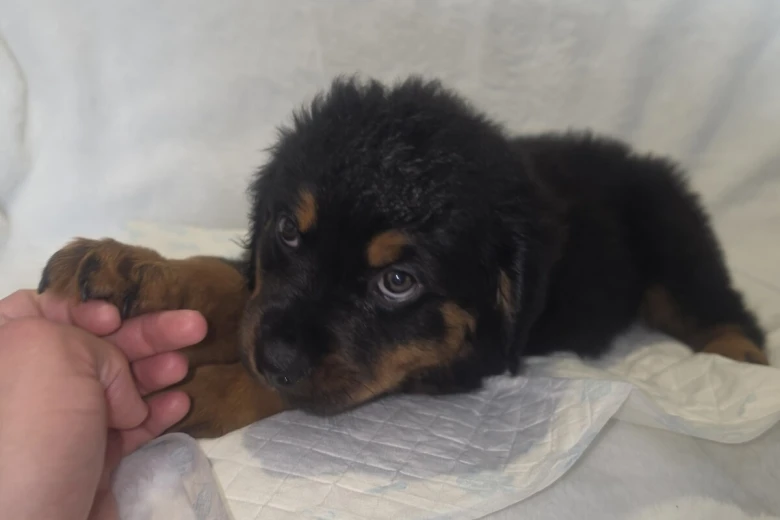Rottweiler