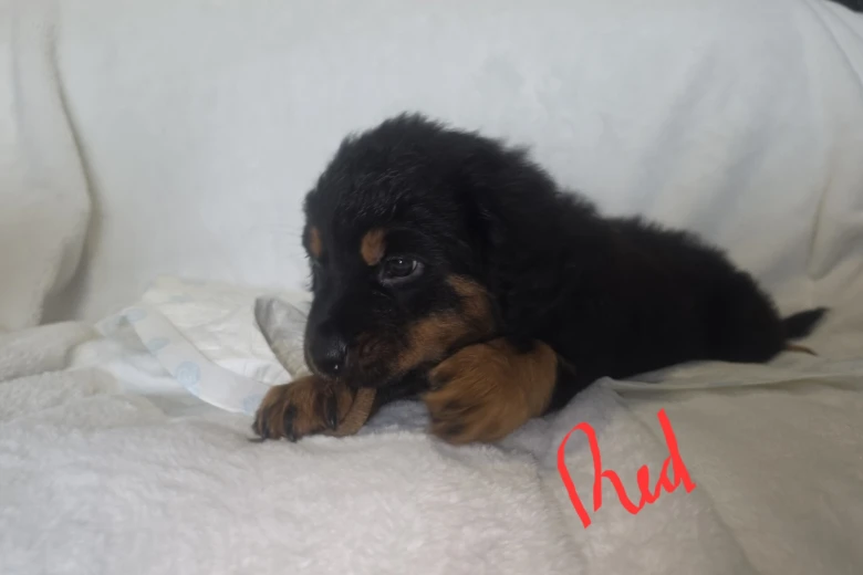 Rottweiler