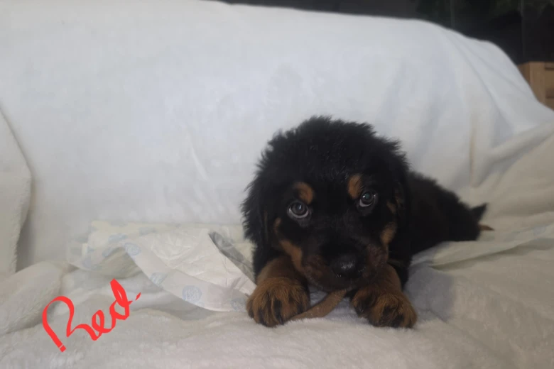 Rottweiler