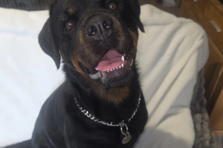 Rottweiler