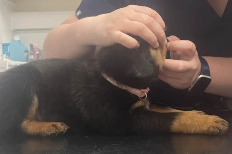 Rottweiler