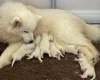 Samoyed