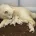 Samoyed