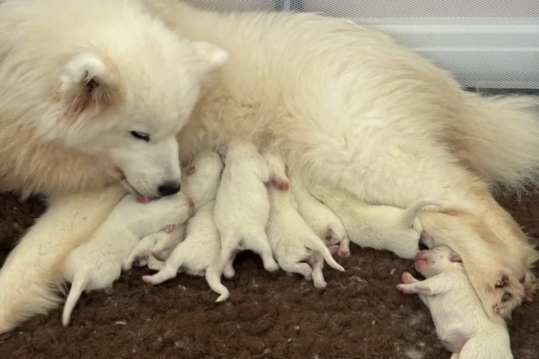 Samoyed