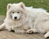 Samoyed