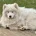 Samoyed