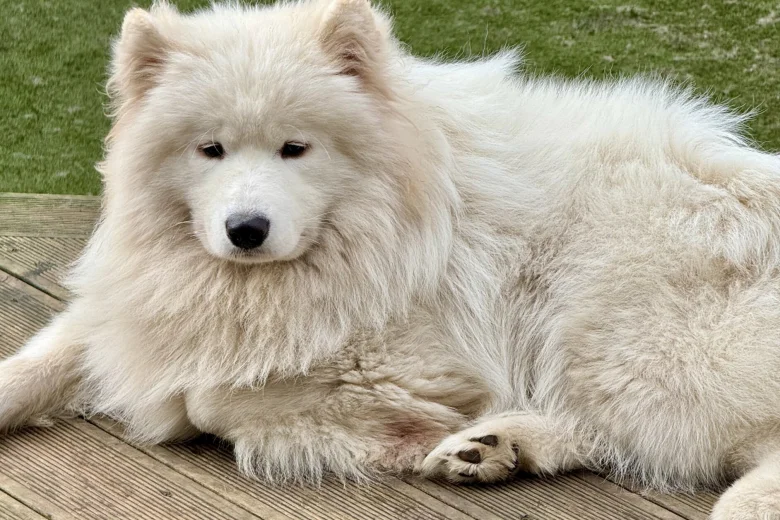 Samoyed