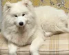 Samoyed