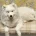 Samoyed
