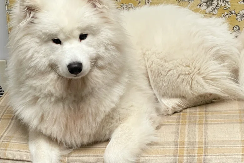 Samoyed