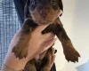 Dachshund (Smooth Haired)