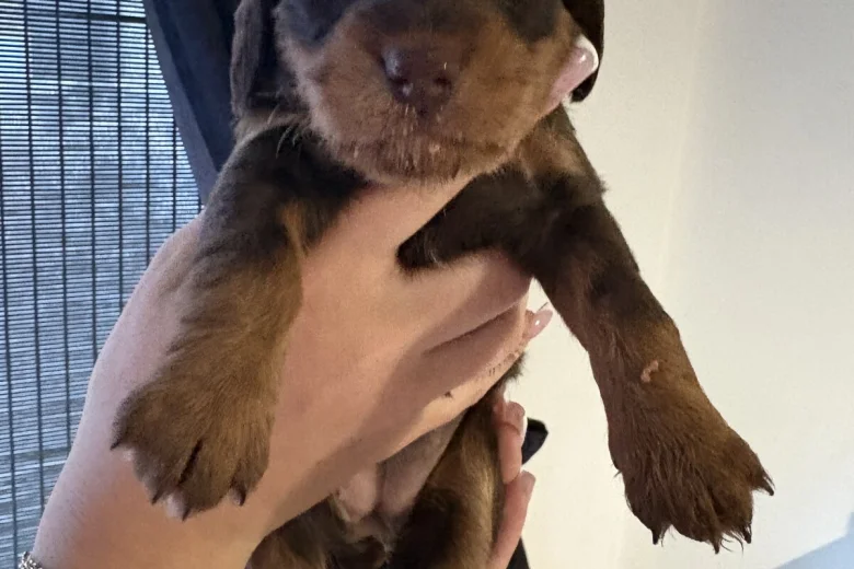 Dachshund (Smooth Haired)