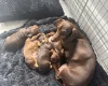 Dachshund (Smooth Haired)