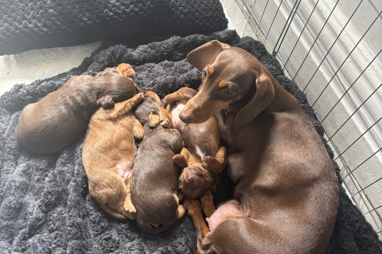 Dachshund (Smooth Haired)