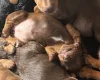 Dachshund (Smooth Haired)