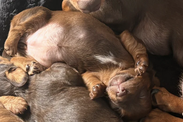 Dachshund (Smooth Haired)