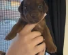 Dachshund (Smooth Haired)