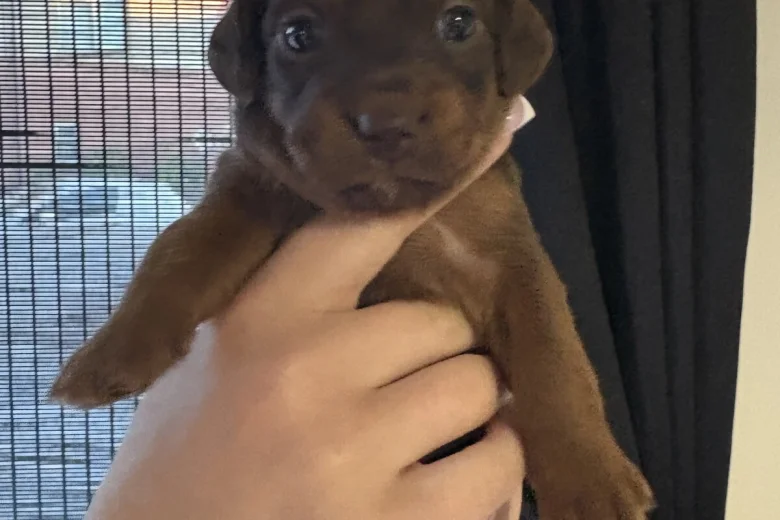 Dachshund (Smooth Haired)