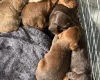 Dachshund (Smooth Haired)