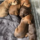 Dachshund (Smooth Haired)